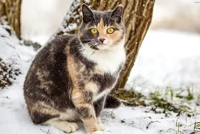 á´„á´€á´› á´¡Éªá´›Êœ á´›Ê€á´‡á´‡â˜ƒï¸