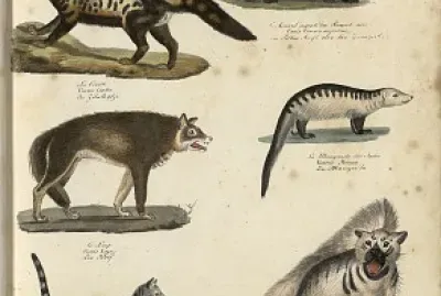 Engelmann - les mammifÃ¨res carnassiers