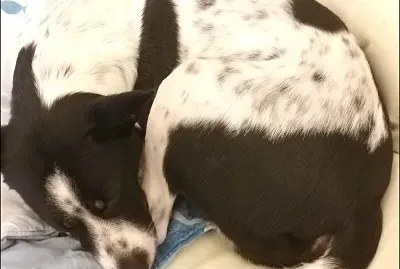 פאזל של è‡ªç„¶ç”Ÿæ…‹