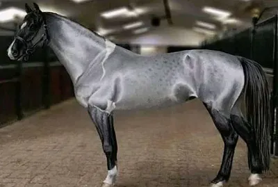 pura plata jigsaw puzzle