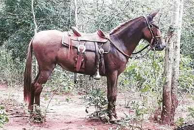 פאזל של hermosa mula