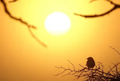 Amanecer