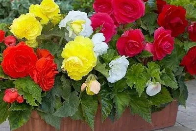 flores