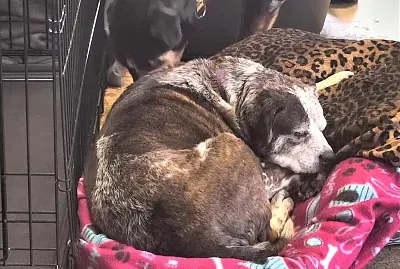 פאזל של Nature