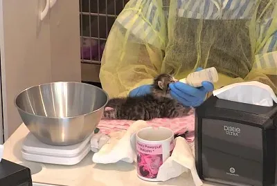 Nature jigsaw puzzle