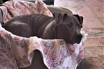 פאזל של Nature