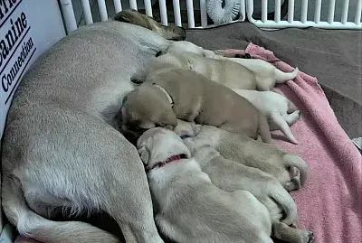 פאזל של Nature