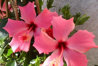 hibiscus