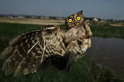 Buho