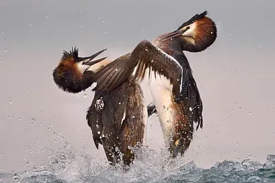 Pelicanos