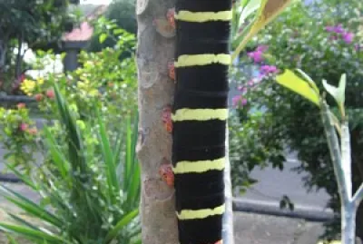 chenille de martinique