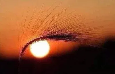 natural jigsaw puzzle