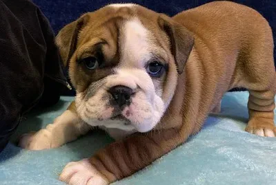 bouledogue anglais