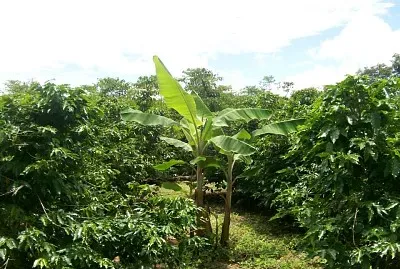 natureza e famÃ­lia