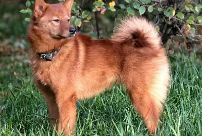 Spitz finlandese