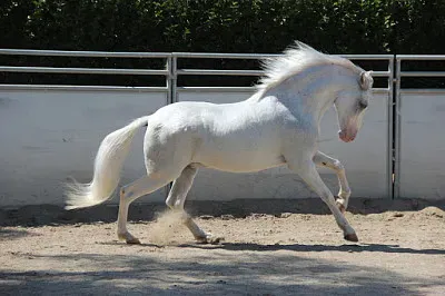 Costarrince de paso jigsaw puzzle