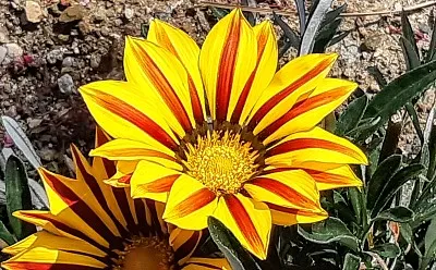 Fleur mumu jigsaw puzzle