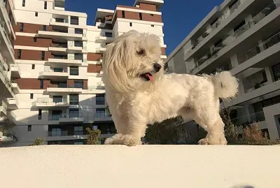figaro