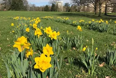 Jonquilles jigsaw puzzle