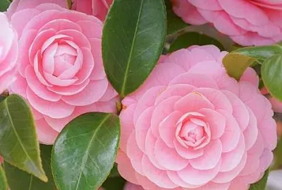èŒ¶èŠ±