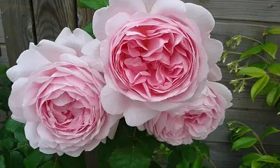 monik35 jigsaw puzzle