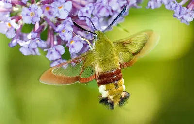 13 Mariposa Esfinge Abejorro jigsaw puzzle