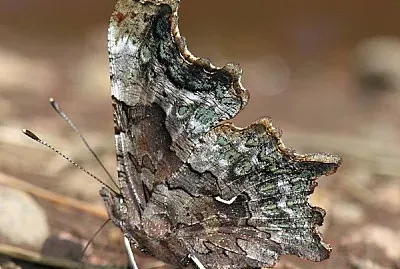 Polygonia faunus