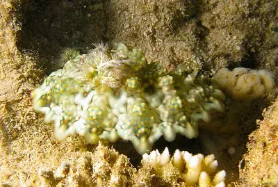 Miamira ceratosoma