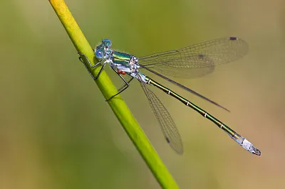 Lestes dryas