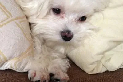 æ«»æ«»ç¾Žä»£å­