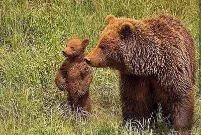 natural jigsaw puzzle