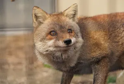 æ·¡å®šè‡‰