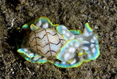 Micromelo undatus
