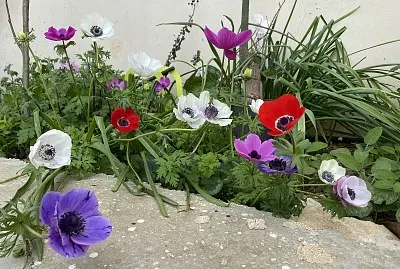 Flowers