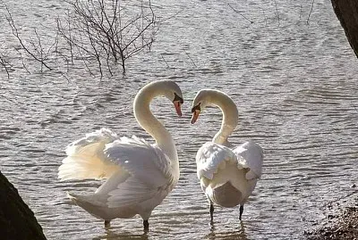 cygne amoureux