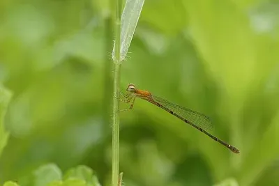 Mortonagrion varralli