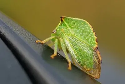 Stictocephala bisonia