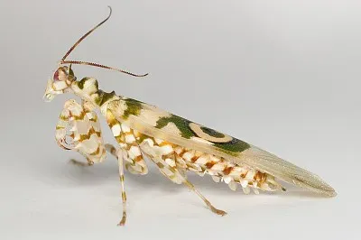 Pseudocreobotra wahlbergii