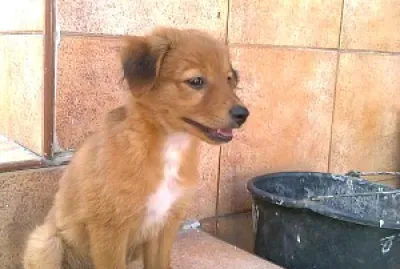 ×‘×¢×œ×™ ×—×™×™×