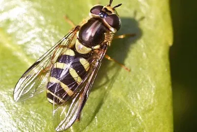 Dasysyaphus albostriatus