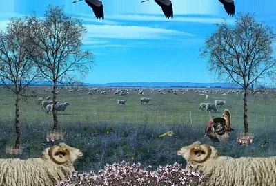 gregge di pecore - tux paint