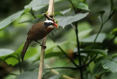 Pomatorhinus ferruginosus