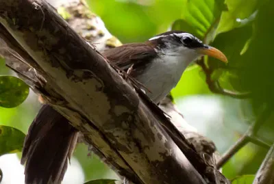 Pomatorhinus melanurus