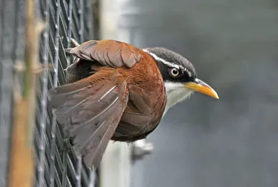 Pomatorhinus montanus