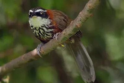 Pomatorhinus ruficollis