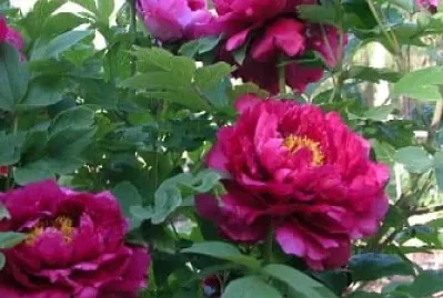 flores