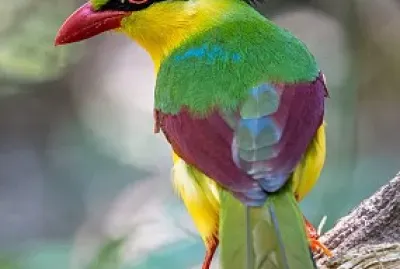 cores
