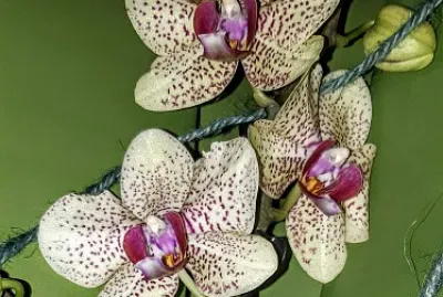 OrchidÃ©es S