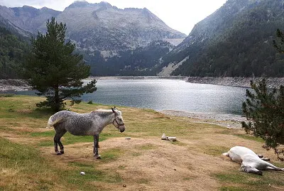 chevaux au lac