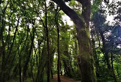 bosque encantado-pontevedra jigsaw puzzle